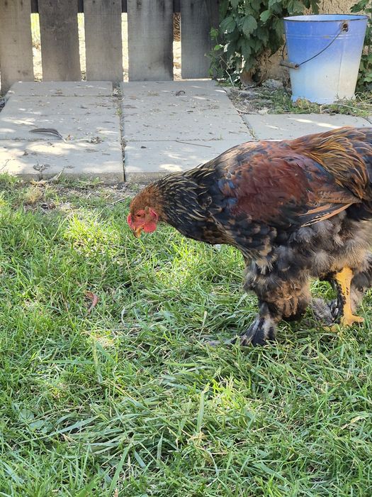 Cocos -tineret brahma