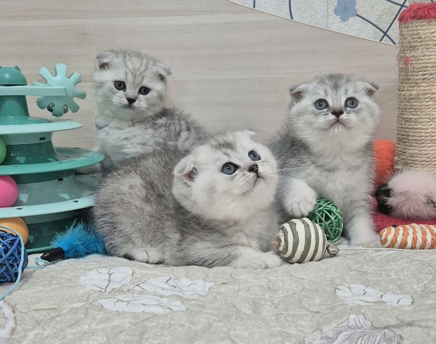 Серебристые шиншиллы