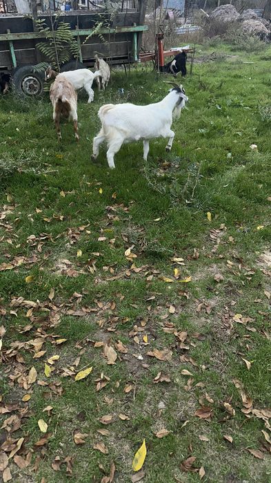 Vând capre. De rasă