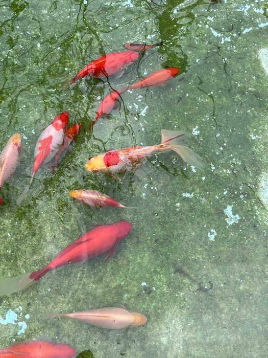 Vand Pești Iaz / Acvariu - Carasi aurii/Colorati