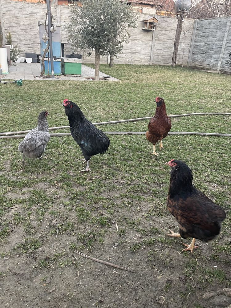 Oua de consum araucana