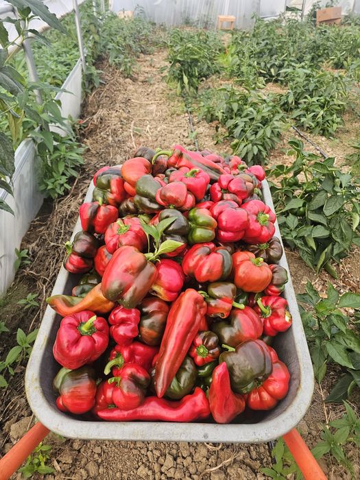 Legume consum rosii,castraveți, ardei,vinete