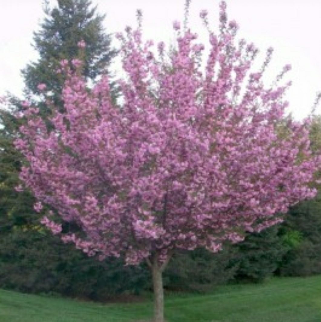 Prunus pisardis (corcodus rosu)