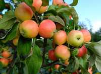 Саженцы местных яблонь