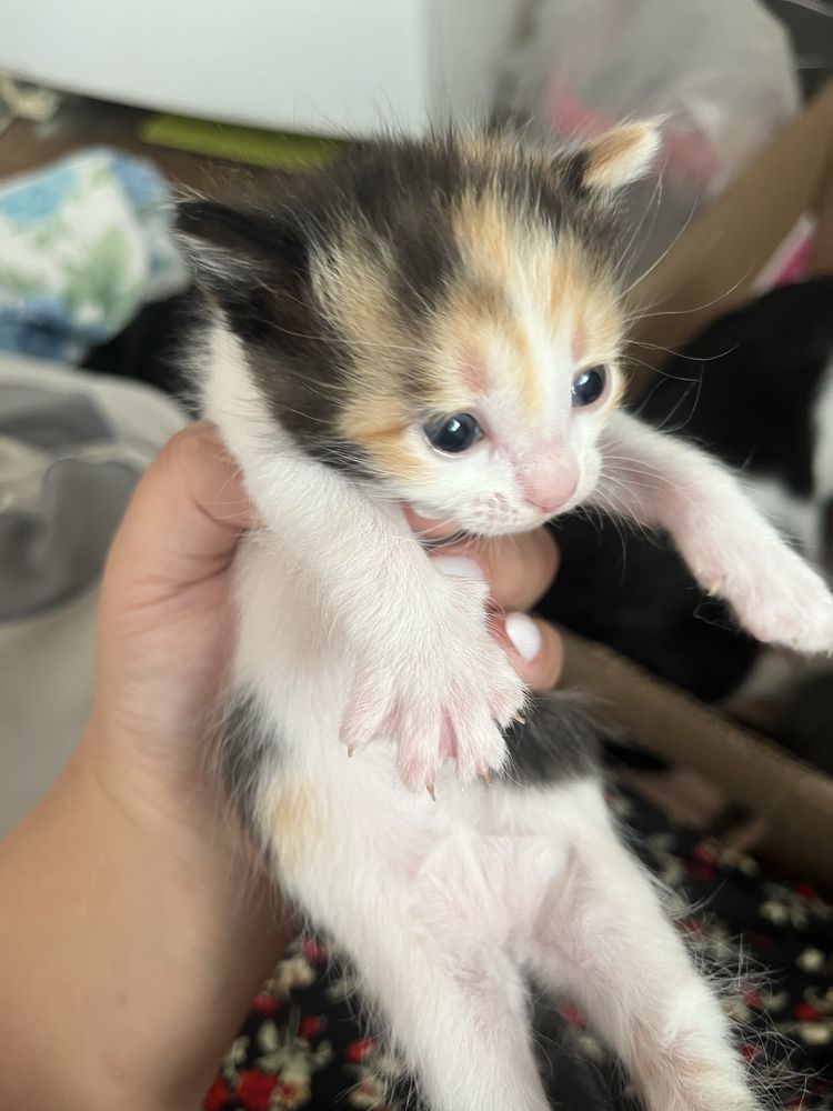 Котят в добрые руки бесплатно