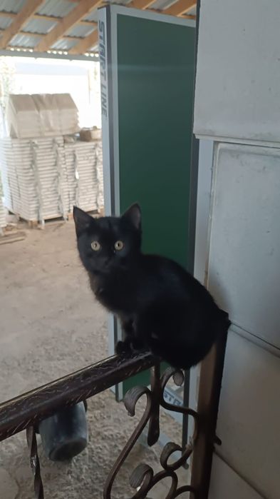 Отдам милых котят срочно-срочно,а то скоро холода)