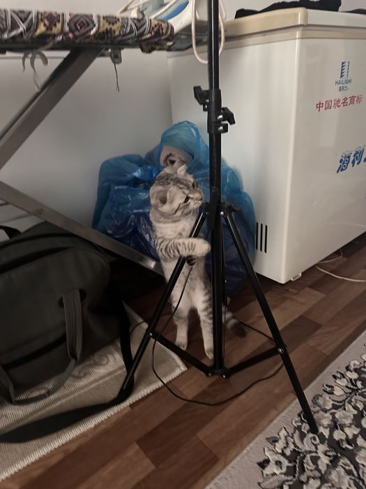 Вислоухий кот, вязка