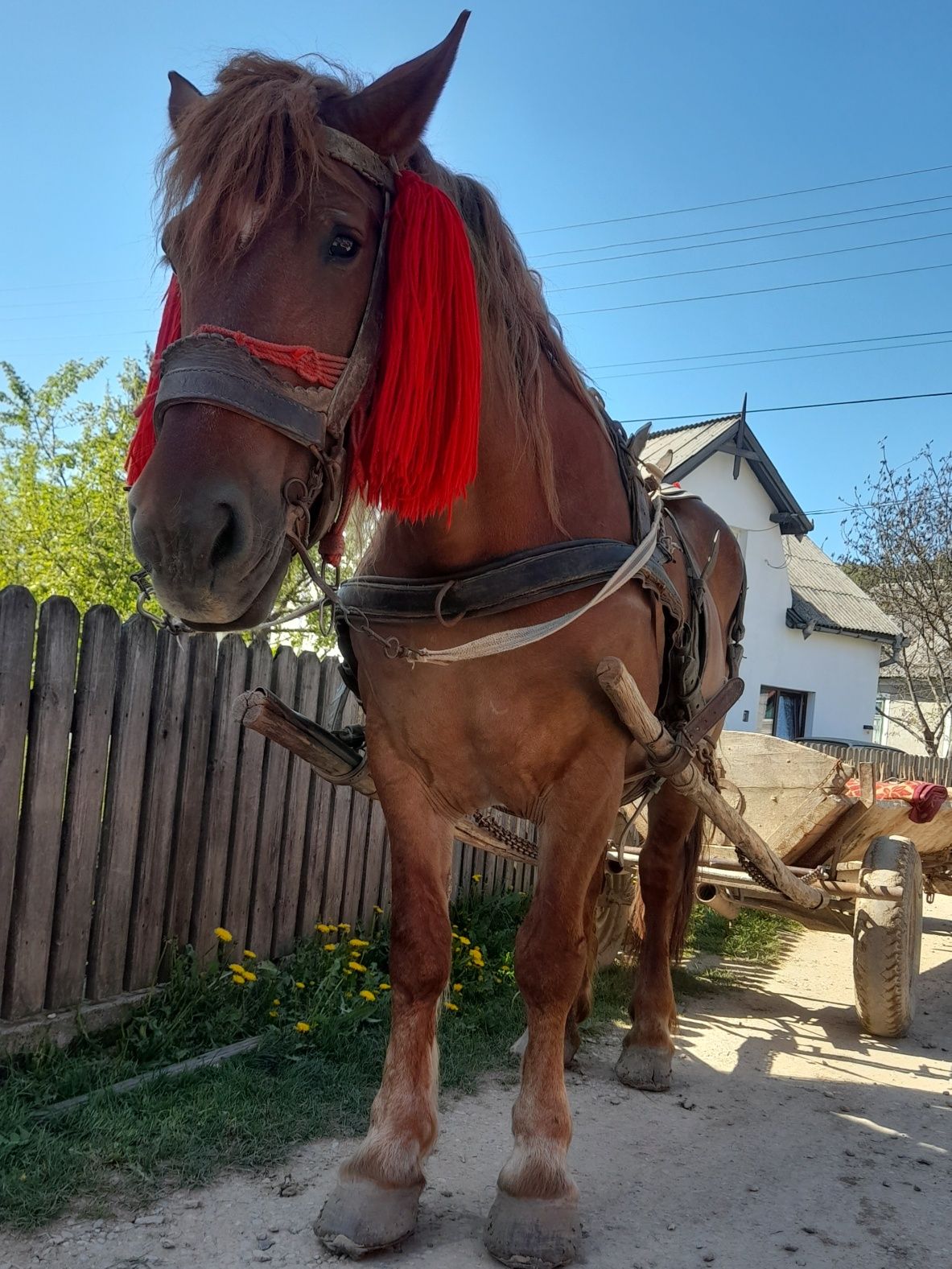 Vând iapă ,foarte bună