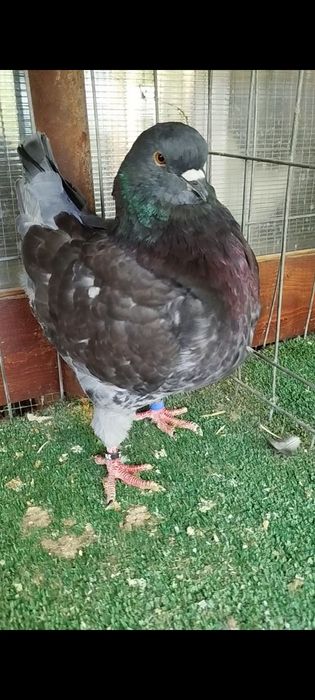Porumbei king de vânzare