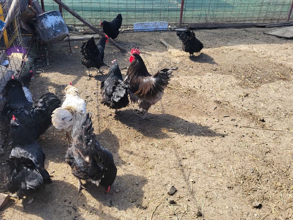 Gaini si cocosi australorp negru, albastru si splash