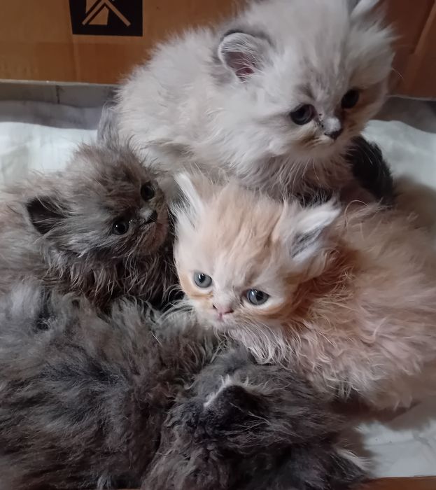 Персийски котки женски и мъжки