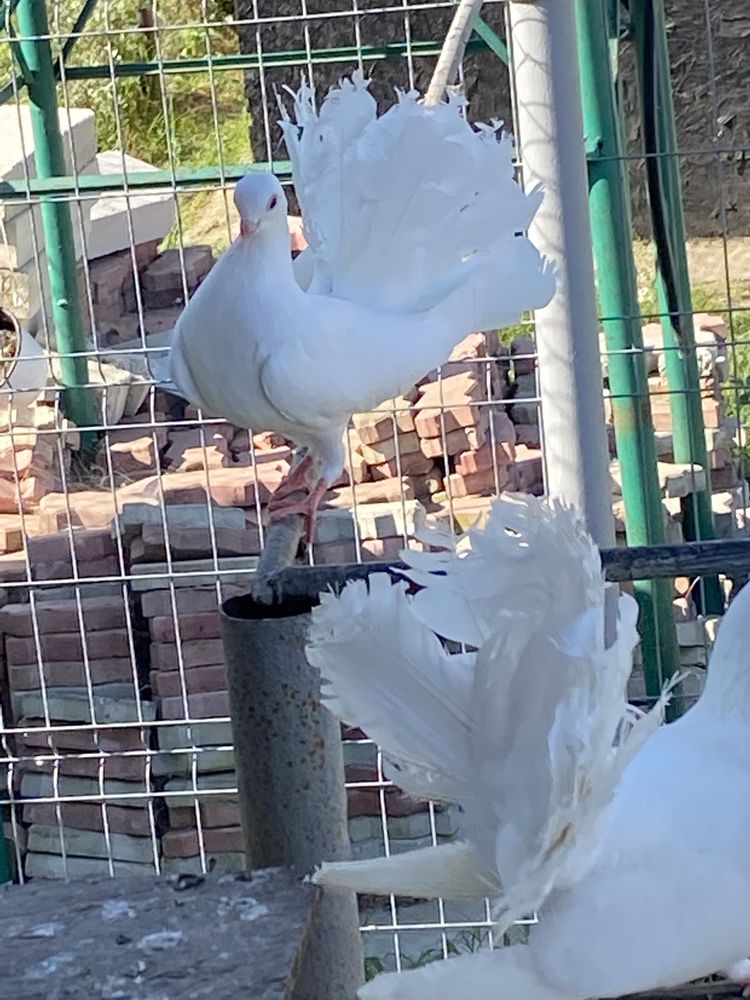 Porumbei curcani albi