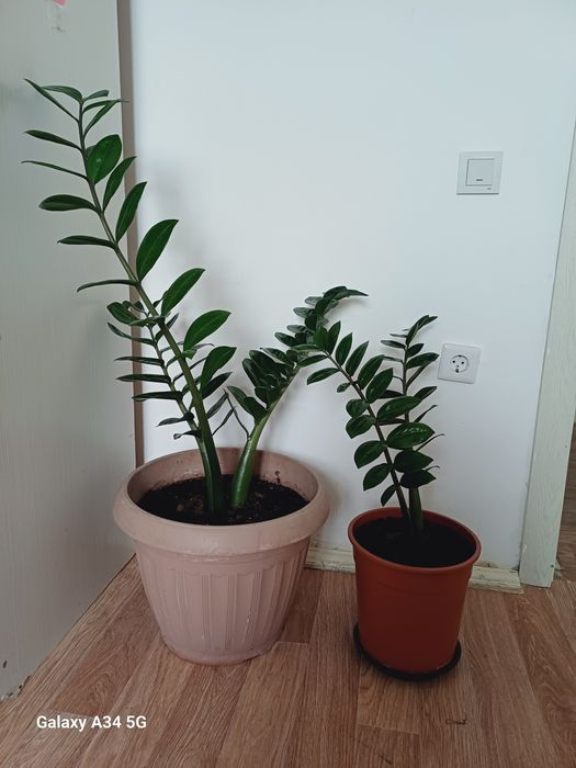 "Замиокулькас" улкен 20000,кишиси 15000