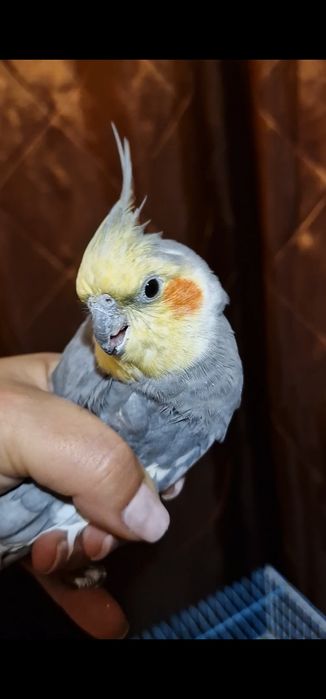 Se vinde urgent papagal NIMFE