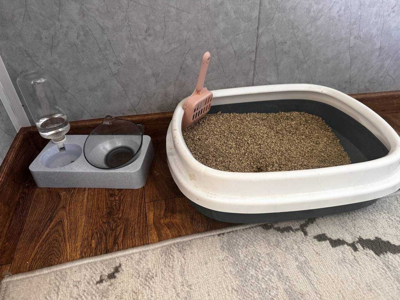 Срочно продам кошку
