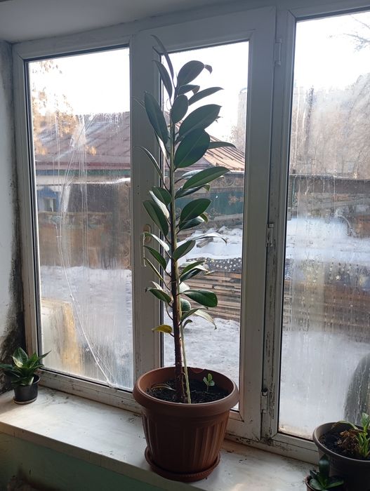 Продам    цветок