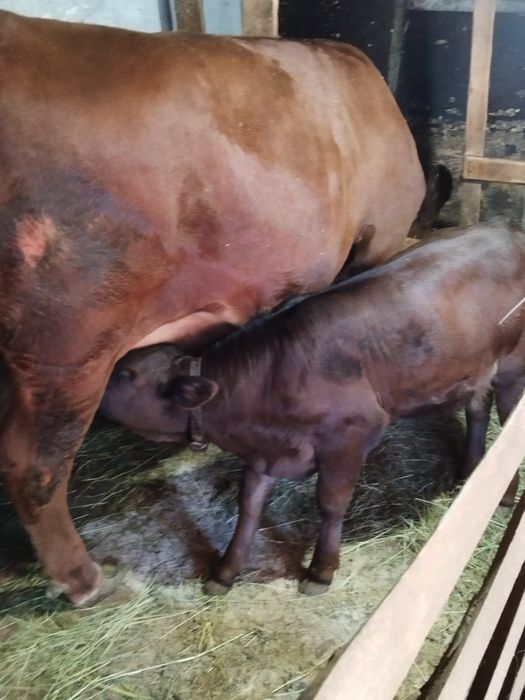 Vaca Red Angus(metis)