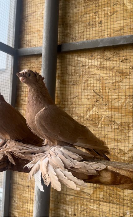 Голуби на продажу