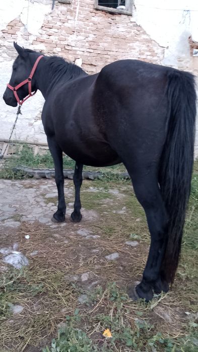 Vând Iapă 5 ani preț negociabil
