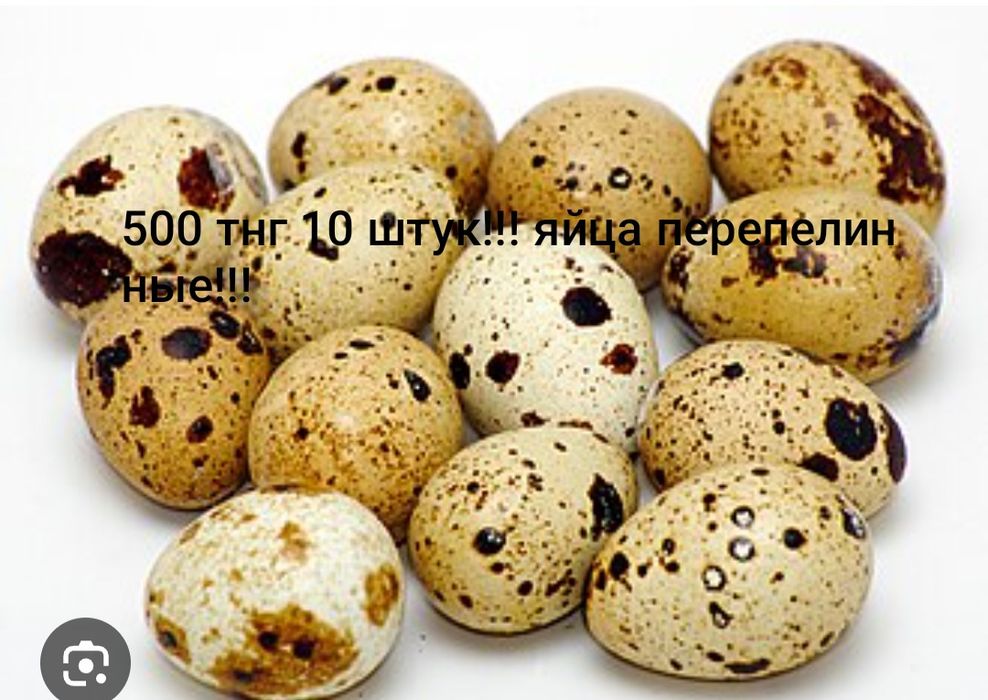 Продаю перепелинные яйца свежие!