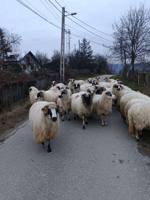 Oi de vânzare,6-8 bucati