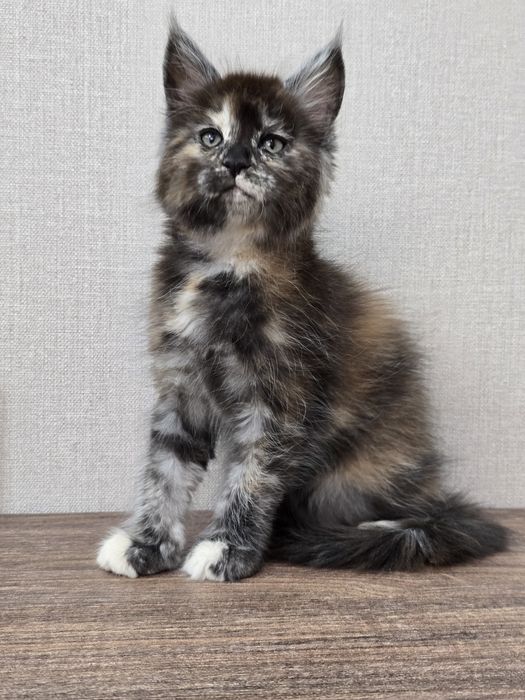 Мейн-кун девочка