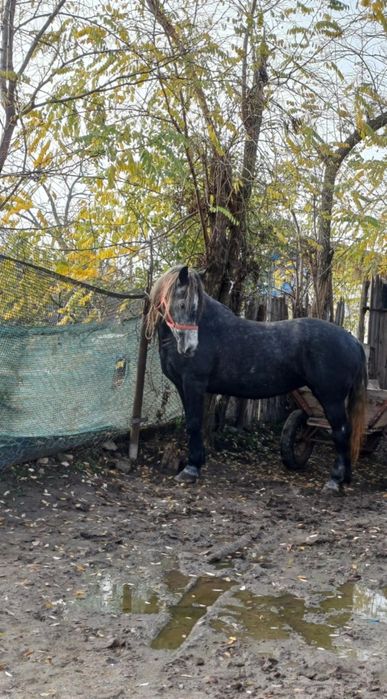 De vânzare iapă învârstă de patru ani foarte cuminte și curată pe pici