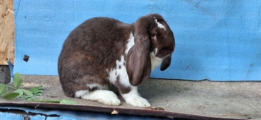 Iepuri berbec German femele si masculi jud Bz