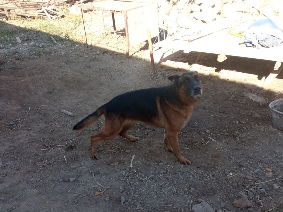 Немецкий овчарка 3 жаста