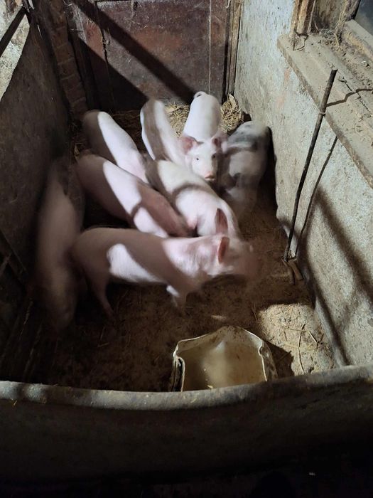 Малки прасета на 50 дни отбити