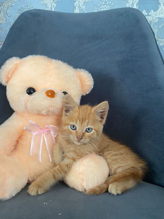 Отдам котят в добрые руки
