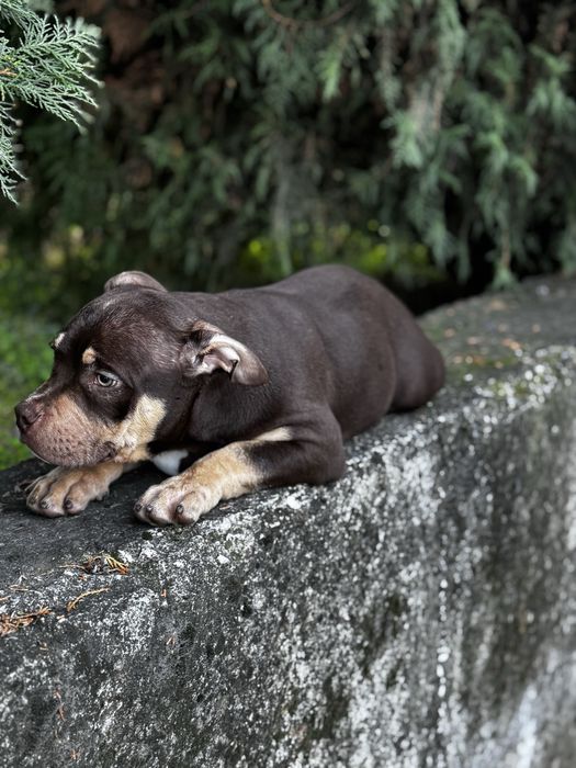 Американско були покет