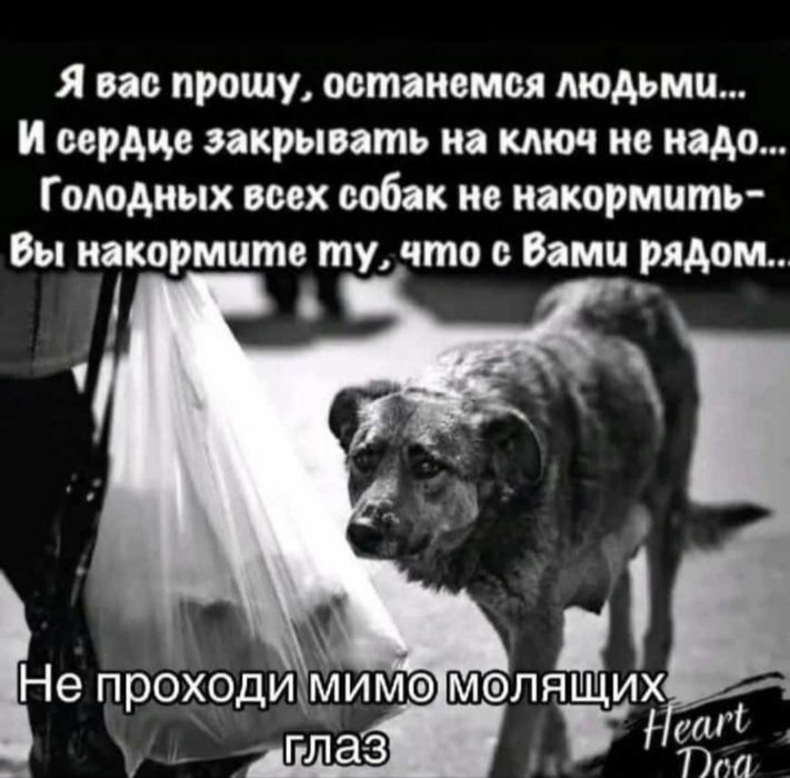 Ждём любящих хозяев