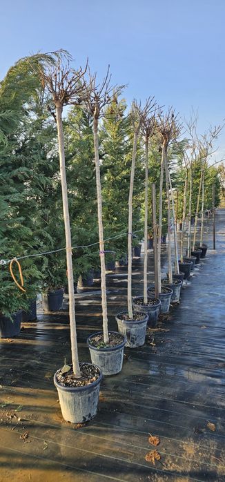 Mesteacan Artar Castan Salbatic Artar Norvegian Fag Arbore de fier etc