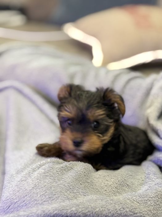 Момченце на 50 дни с ваксина и паспорт