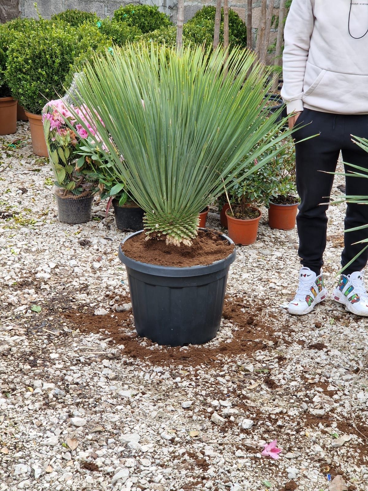 Yucca rostrata,  palmieri de exterior si interior, maslini