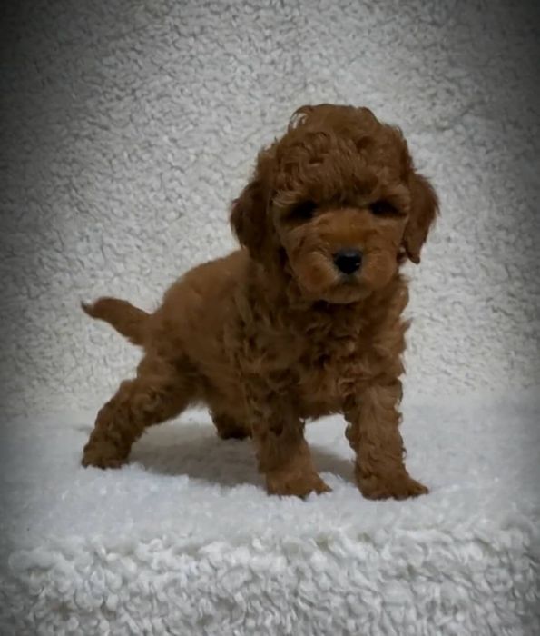 Продам карликового пуделя (девочка )