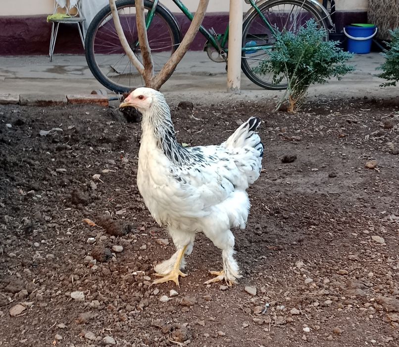 Хуроз Петух сотилади