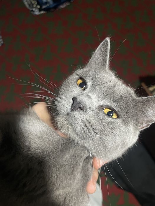 Scottish Straight urg’ochi mushuk sotiladi