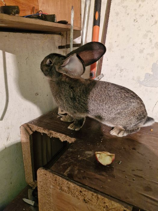 Vând iepuri urias german