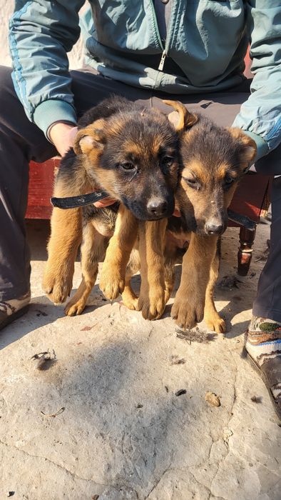 Nemiski afcharka 2 oylik