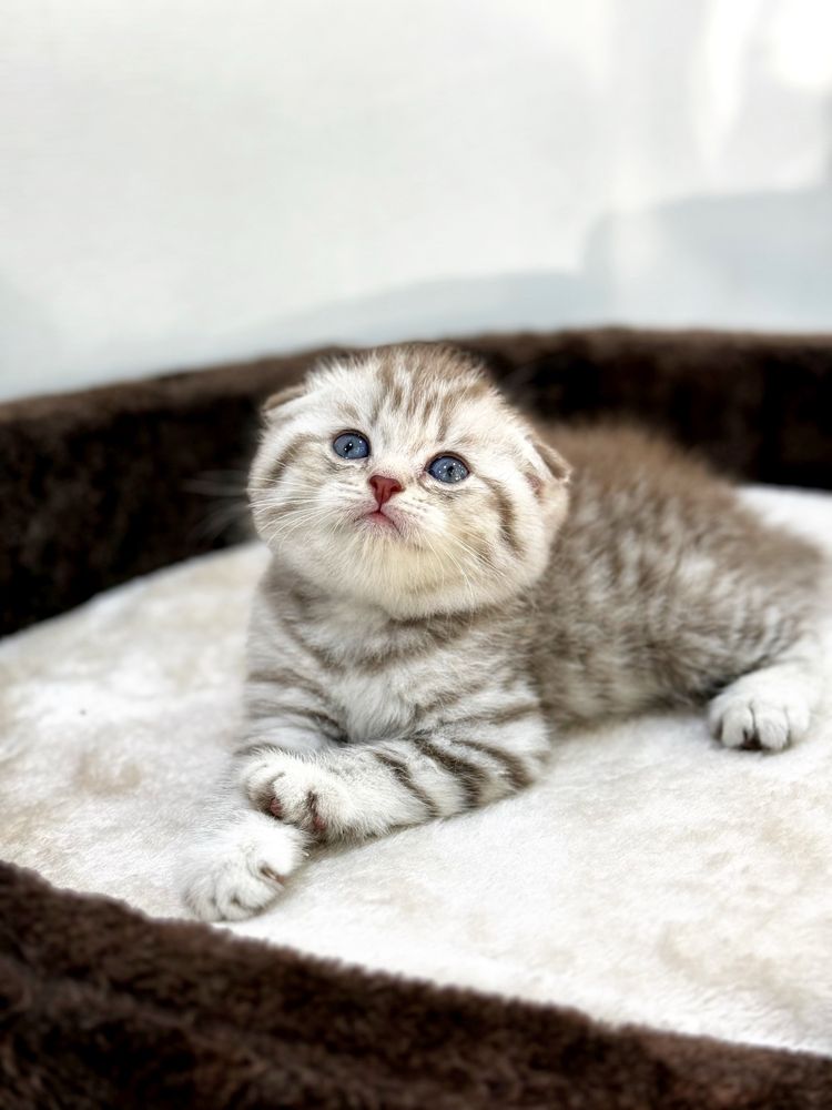 Шотландский скоттиш фолд