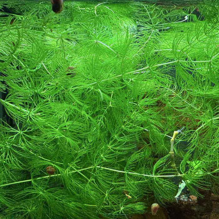 Продам водоросли роголистник елочка
