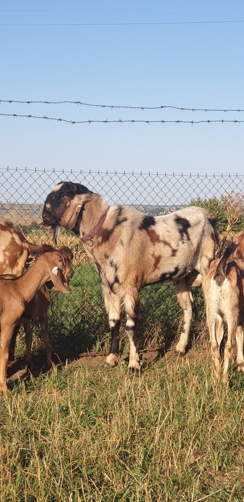 Țapi anglo nubieni cu pedigree