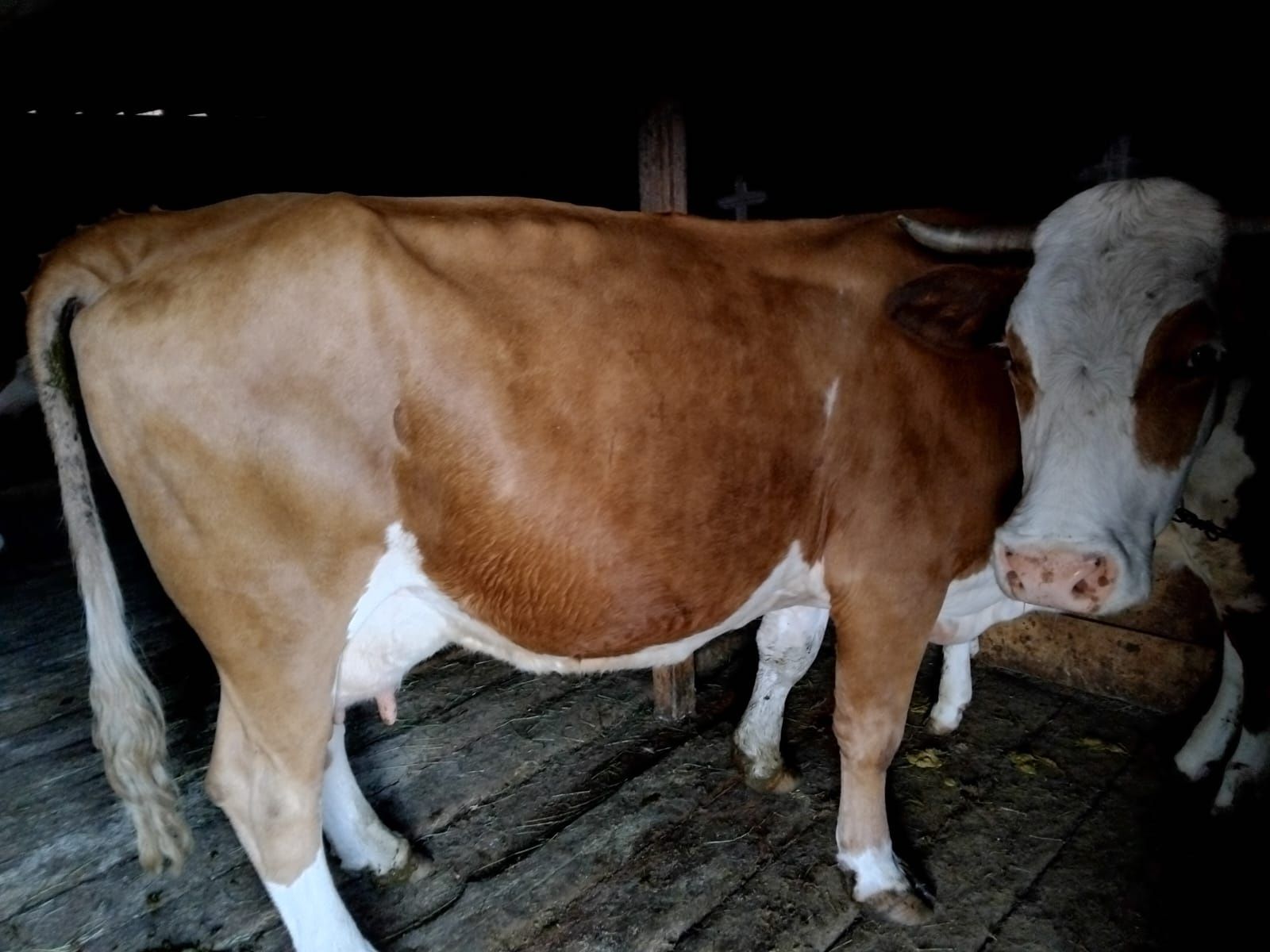 Vaca Baltata de 10 ani cu vitel