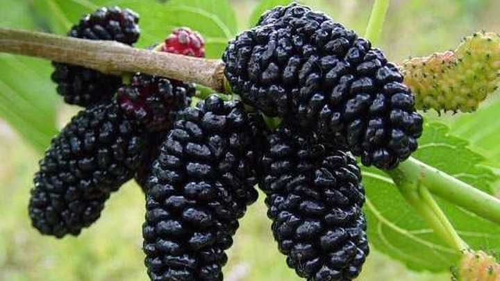 Tut ko'chatlari (shoh tut) sotiladi ||Тут кучатлари (шох тут) сотилади