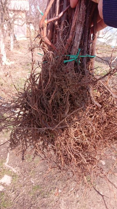 Vând butasi de vită de vie Roșca delevar căpșunica tamhiosa Izabela la