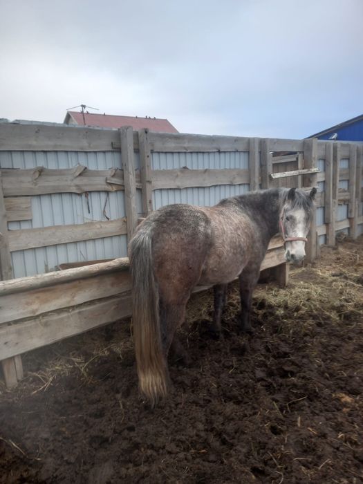 Продам кабылу 6 лет