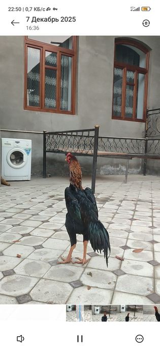 Dakan joja Nemes 6may 4kg Bola Hali Немец петушок 6май 4кг малыш