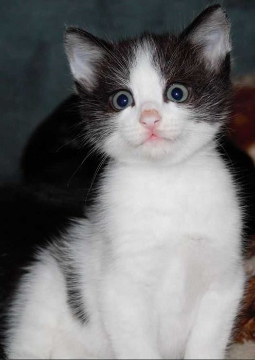 Котёнок 1,5 месяца